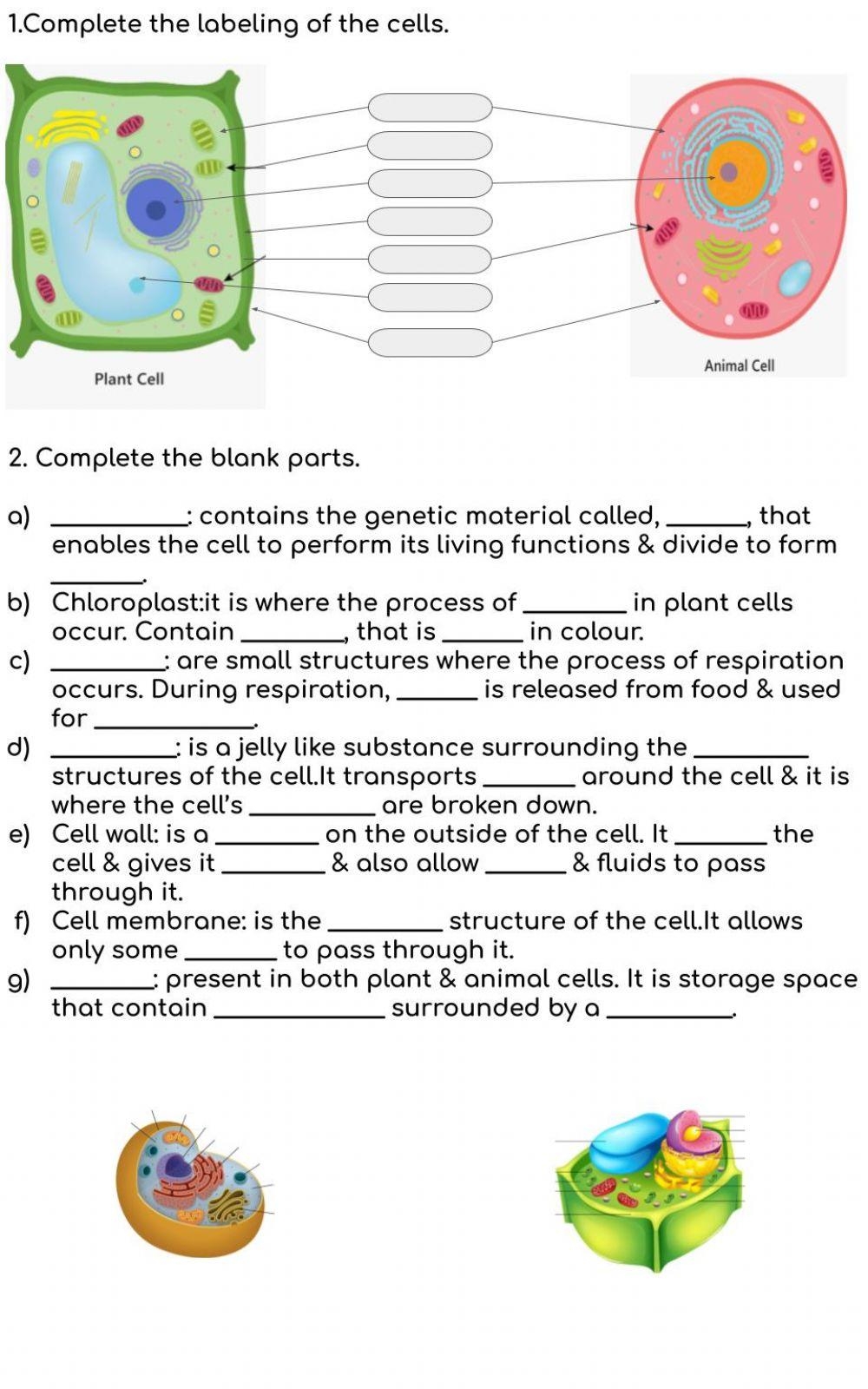 Animal Plant Cells Worksheet Live Worksheets Worksheets Library