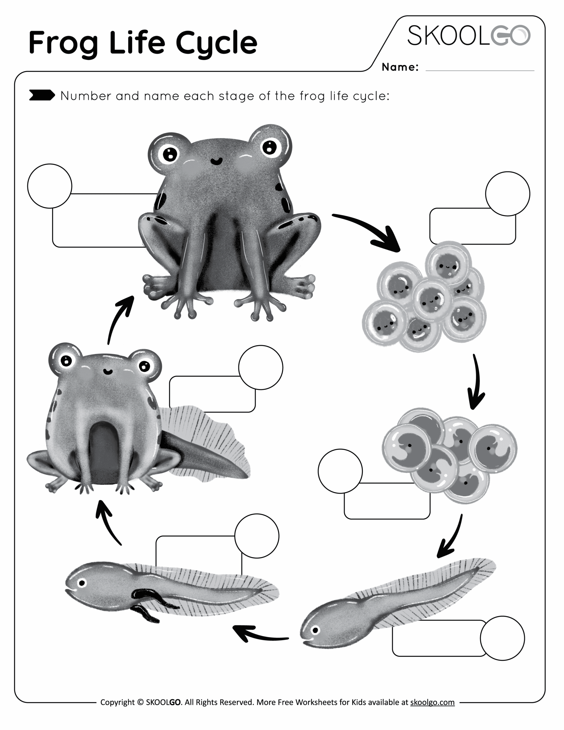 Free Printable Life Cycle Of A Frog Worksheet Printable Blog Sexiz Pix