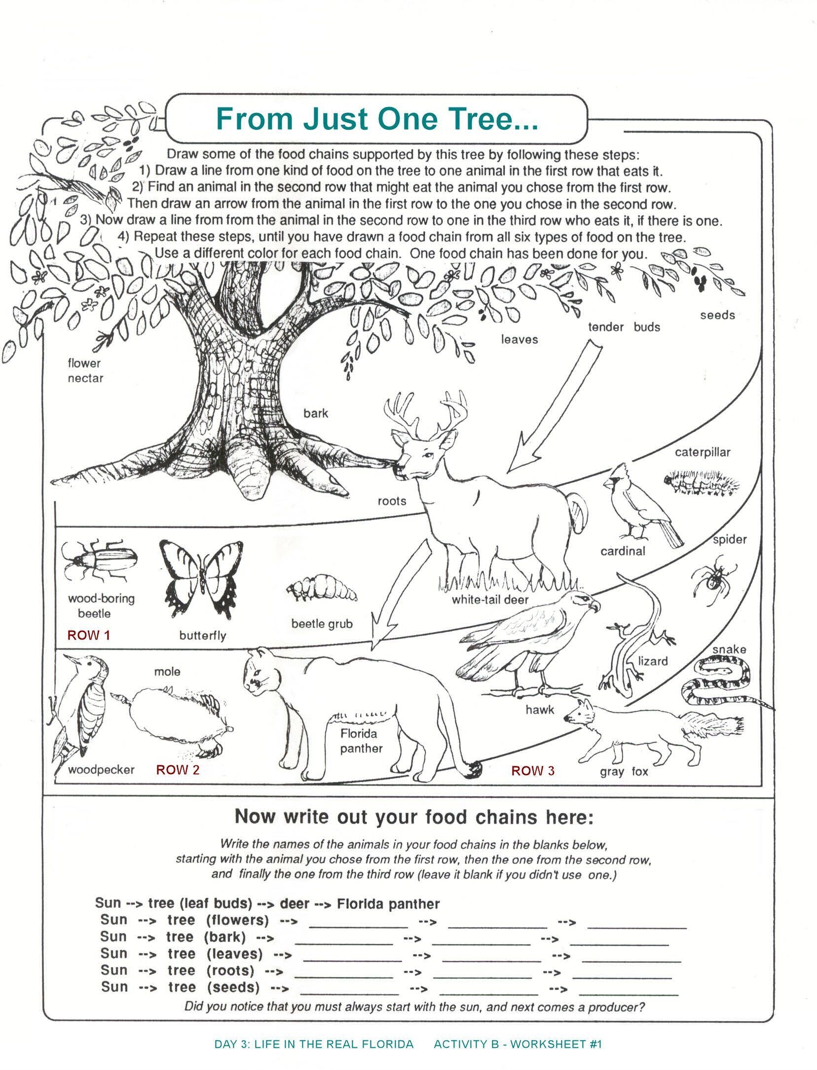 Who S In The Ocean Free Life Science Worksheet For 3rd Grade JumpStart 